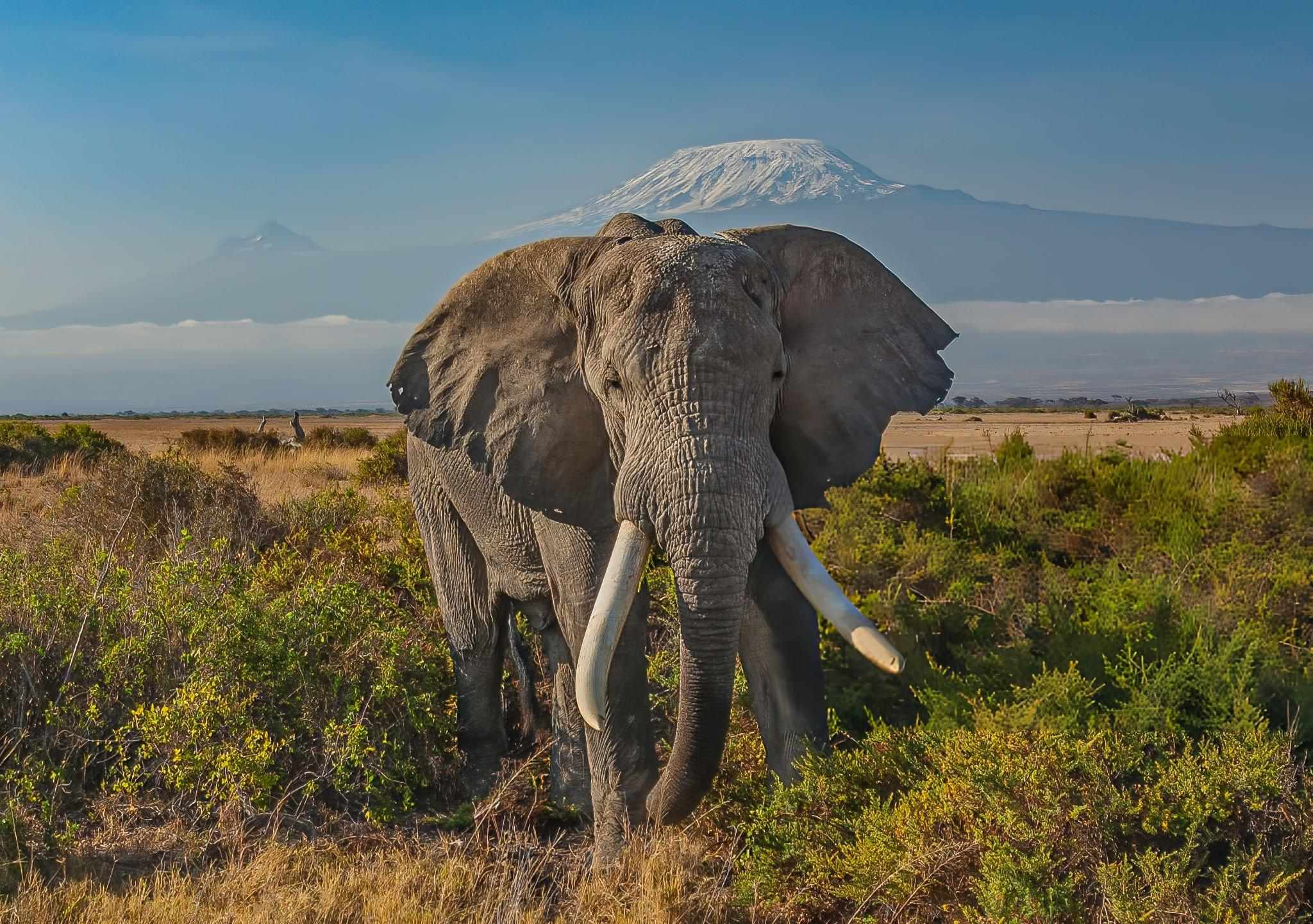 African Landscape